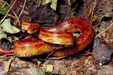 Corn snake