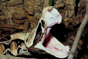 Gaboon viper