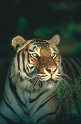 Tiger Magnet
