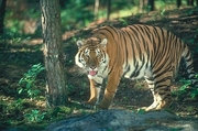 Tiger Magnet