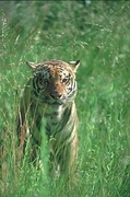 Tiger Magnet
