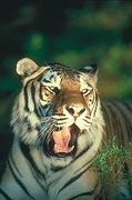 Tiger Magnet