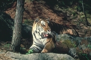 Tiger Magnet