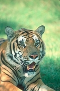 Tiger Magnet