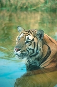Tiger Magnet