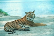 Tiger Magnet
