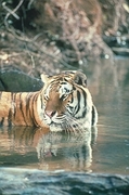 Tiger Magnet
