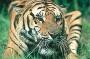 Tiger Magnet