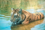 Tiger Magnet
