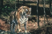 Tiger Magnet