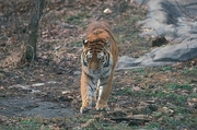 Tiger Magnet