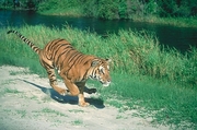 Tiger Magnet
