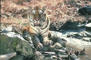 Tiger Magnet