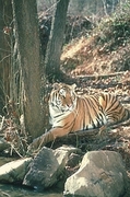 Tiger Magnet