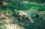 Tiger Magnet