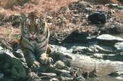 Tiger Magnet