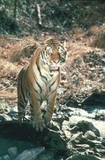 Tiger Magnet
