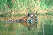 Tiger Magnet