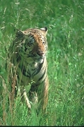 Tiger Magnet