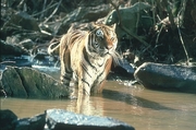 Tiger Magnet