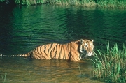 Tiger Magnet