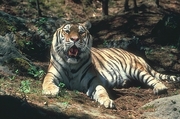 Tiger Magnet