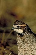 Bobwhite quail Magnet