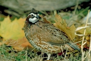 Bobwhite quail Magnet
