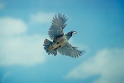 Chukar partridge Magnet