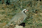 Chukar partridge Mousepad