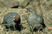 Desert quail Magnet