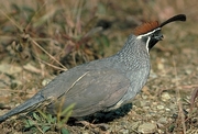 Desert quail Magnet