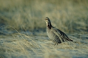 Greater prairie chicken Magnet