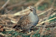 Hungarian partridge Mousepad