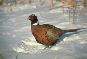 Pheasant Magnet