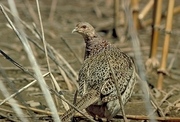 Ring-necked hen pheasant Magnet