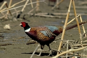 Ring-necked pheasant Magnet