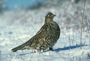 Ruffed grouse Magnet