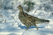 Ruffed grouse Magnet