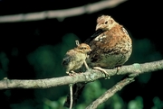 Ruffed grouse Magnet
