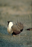 Sage grouse Magnet