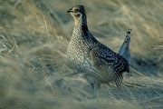 Sharptailed grouse Magnet