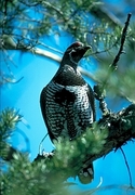 Spruce grouse Magnet