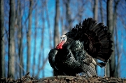 Wild turkey Magnet