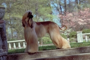 Afghan hound Poster