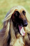 Afghan hound Poster