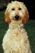 Afghan hound Poster