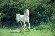 Arabian horse Mousepad