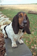Basset hound Poster