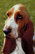 Basset hound Poster